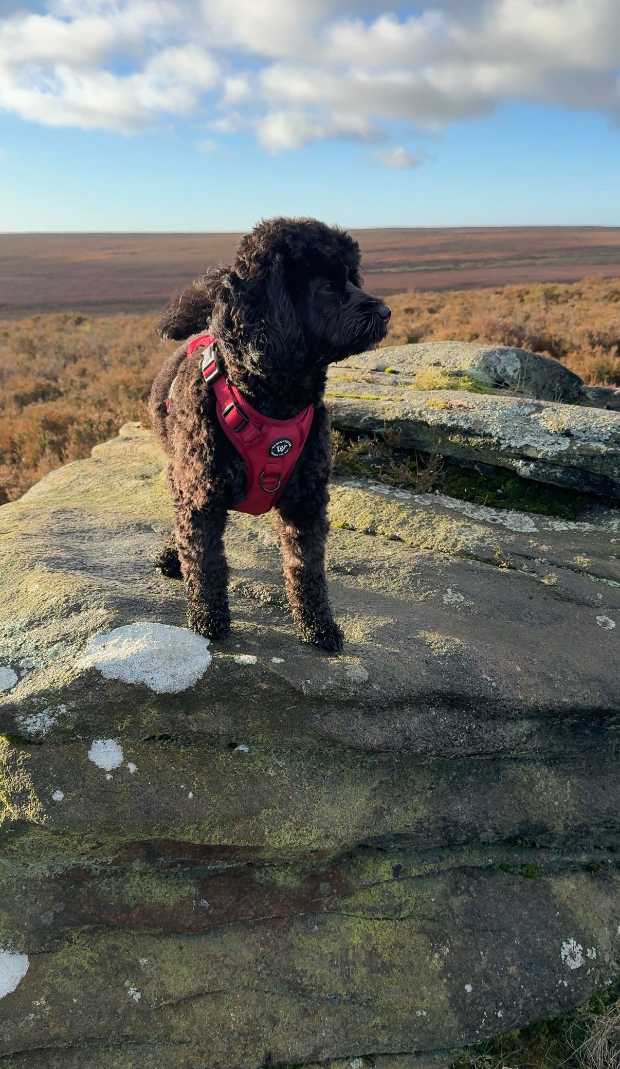 Peak Paws Harness - Burgundy