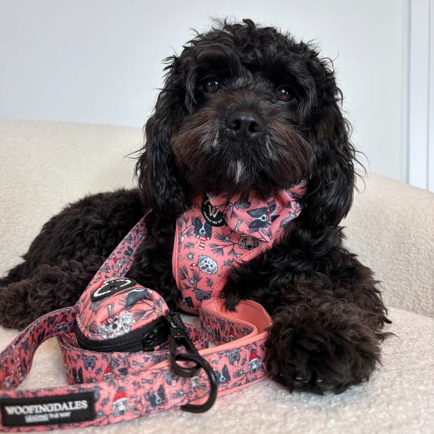 Imagine of cute dog wearing Woofingdales harness