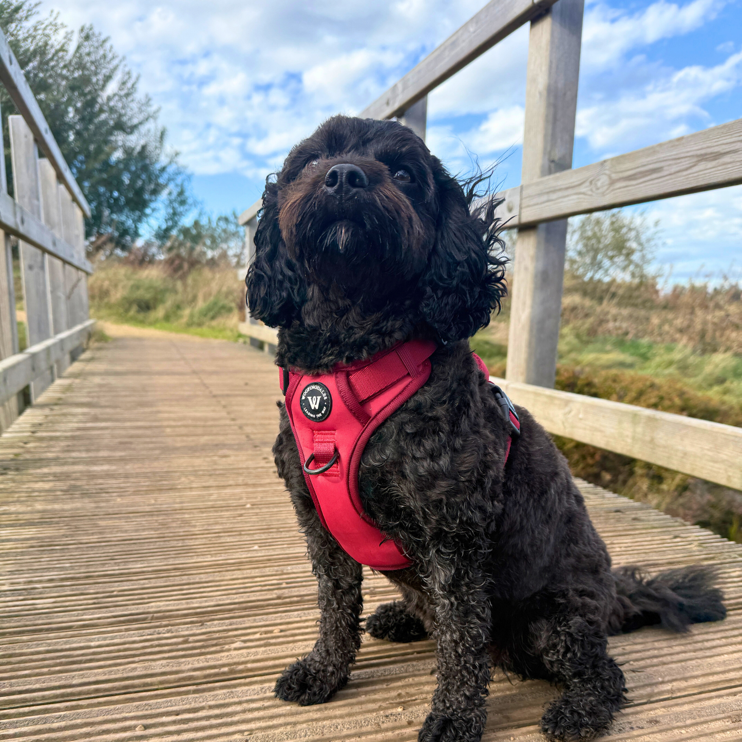 Peak Paws Harness - Burgundy