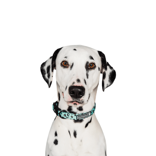 Leopard Collar - Green - Woofingdales.co.uk