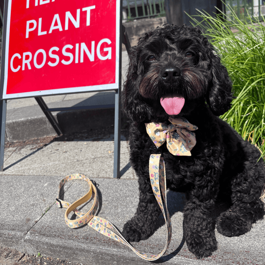 Plant Paws - Collar - Woofingdales.co.uk