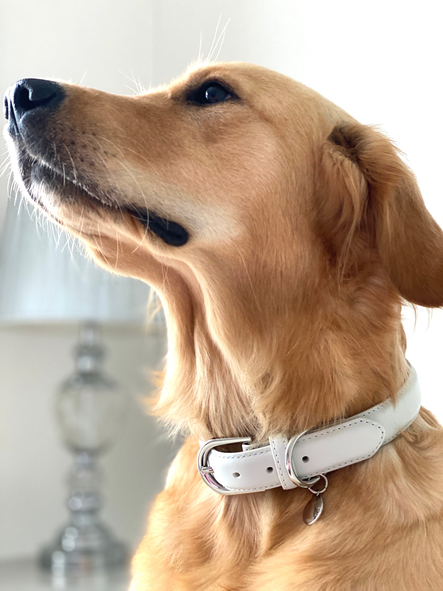 Luxury Leather Dog Collar - Grey