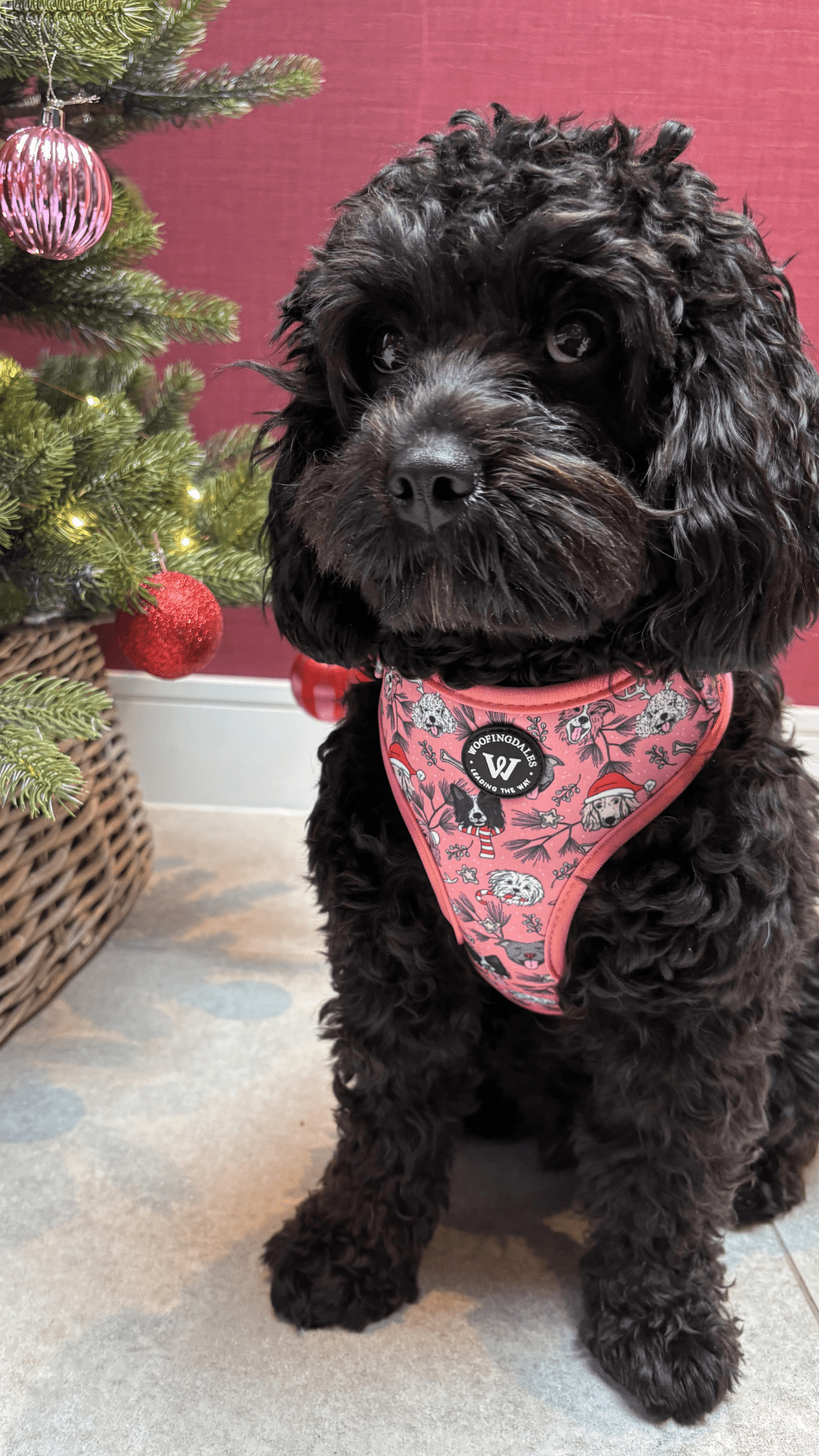 Merry Woofmas - Woofingdales.co.uk