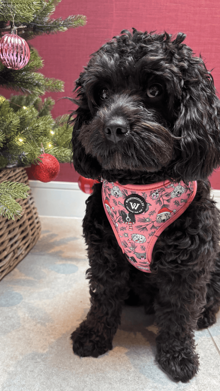 Merry Woofmas - Woofingdales.co.uk
