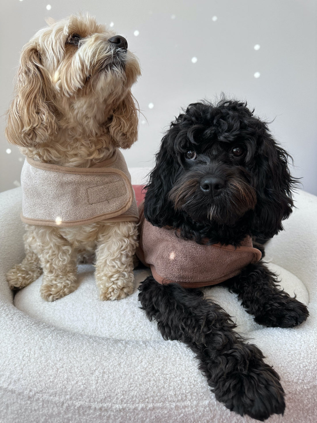 Pup-kin Spice and All Things Nice - Woofingdales.co.uk