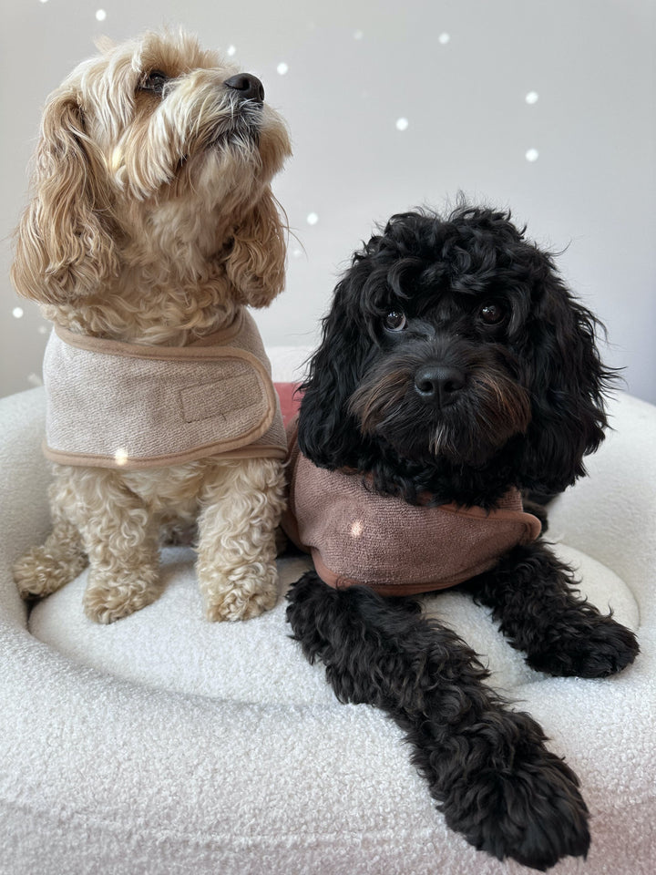 Pup-kin Spice and All Things Nice - Woofingdales.co.uk