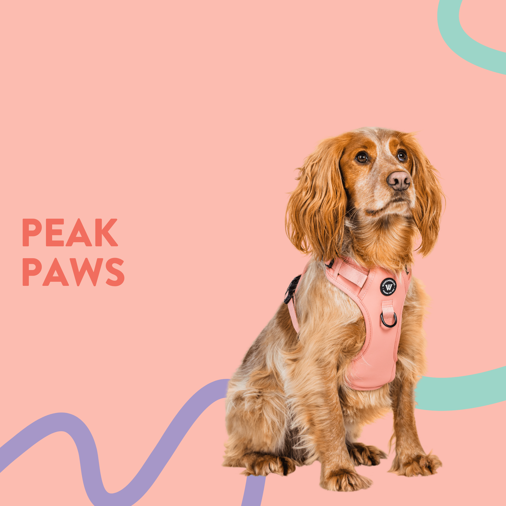 Peak Paws - Woofingdales.co.uk