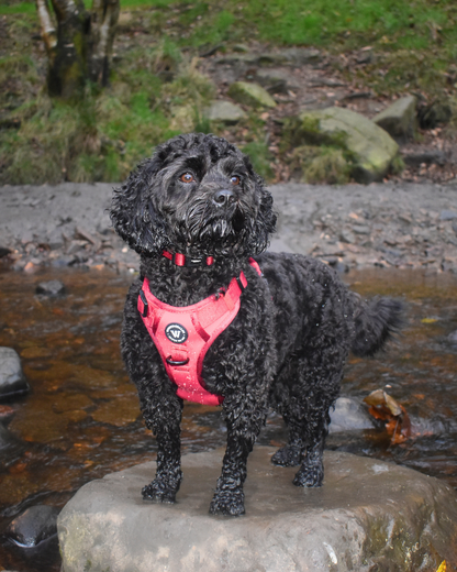 Peak Paws Harness - Burgundy