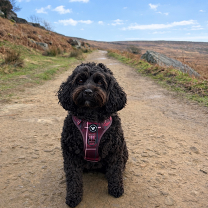 Peak Paws Harness - Mulberry Plaid