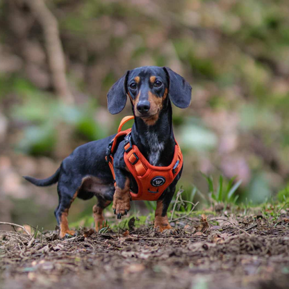 Peak Paws Harness - Burnt Orange