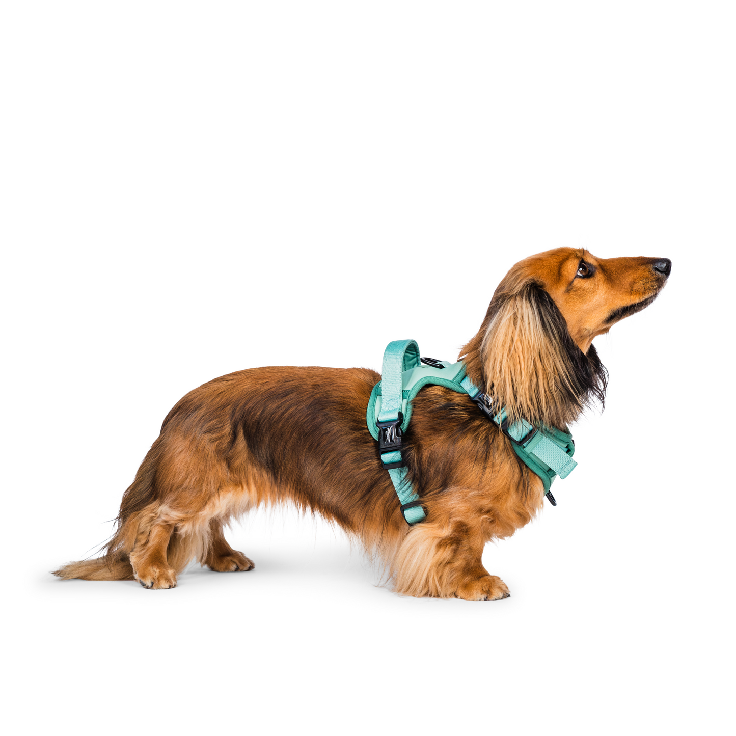 Peak Paws - Green Harness