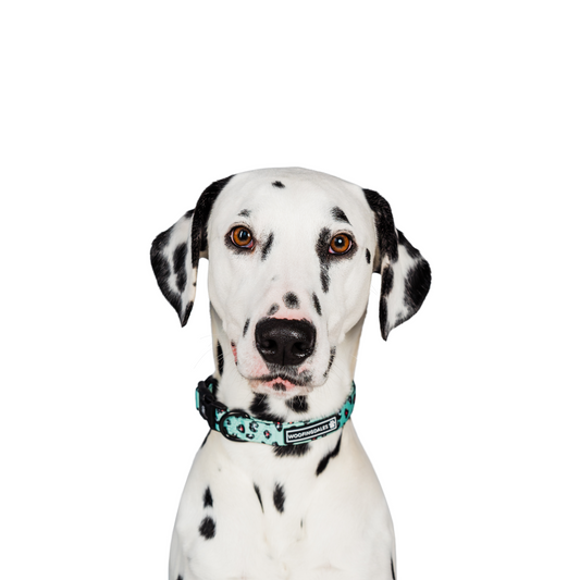 Leopard Collar - Green