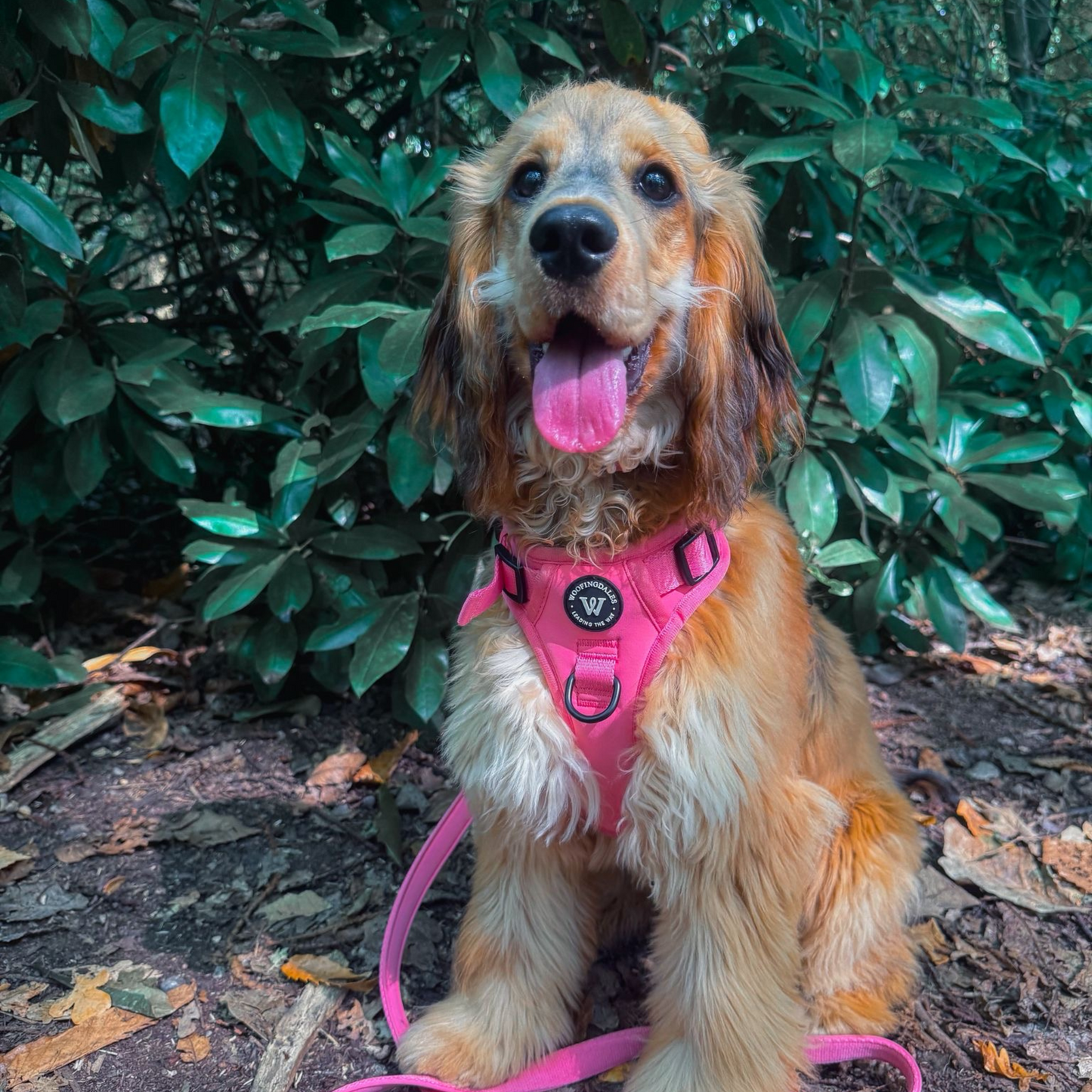 Peak Paws - Fuchsia Pink Harness
