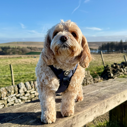 Peak Paws Harness - French Navy