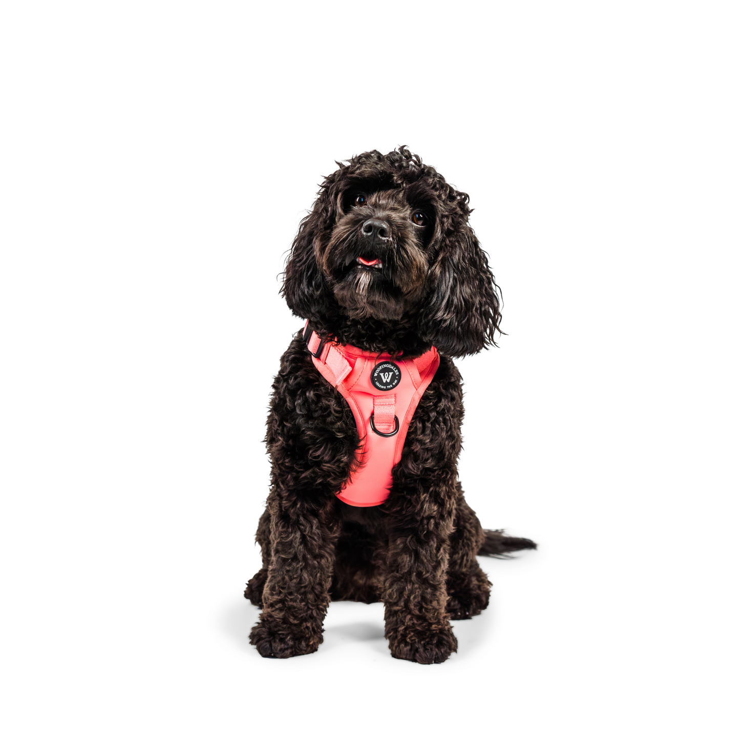 Peak Paws - Fuchsia Pink Harness