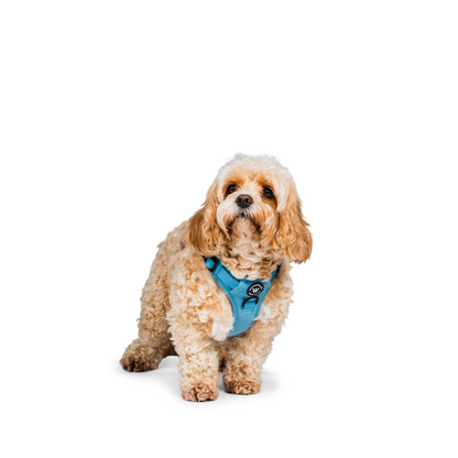 Peak Paws Harness - Blue