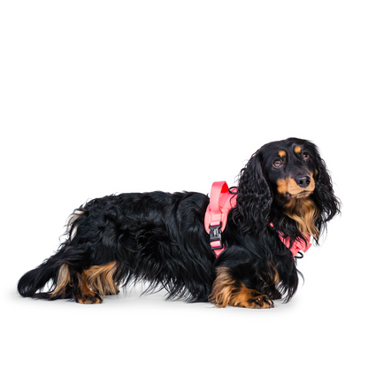 Peak Paws Harness - Fuchsia Pink