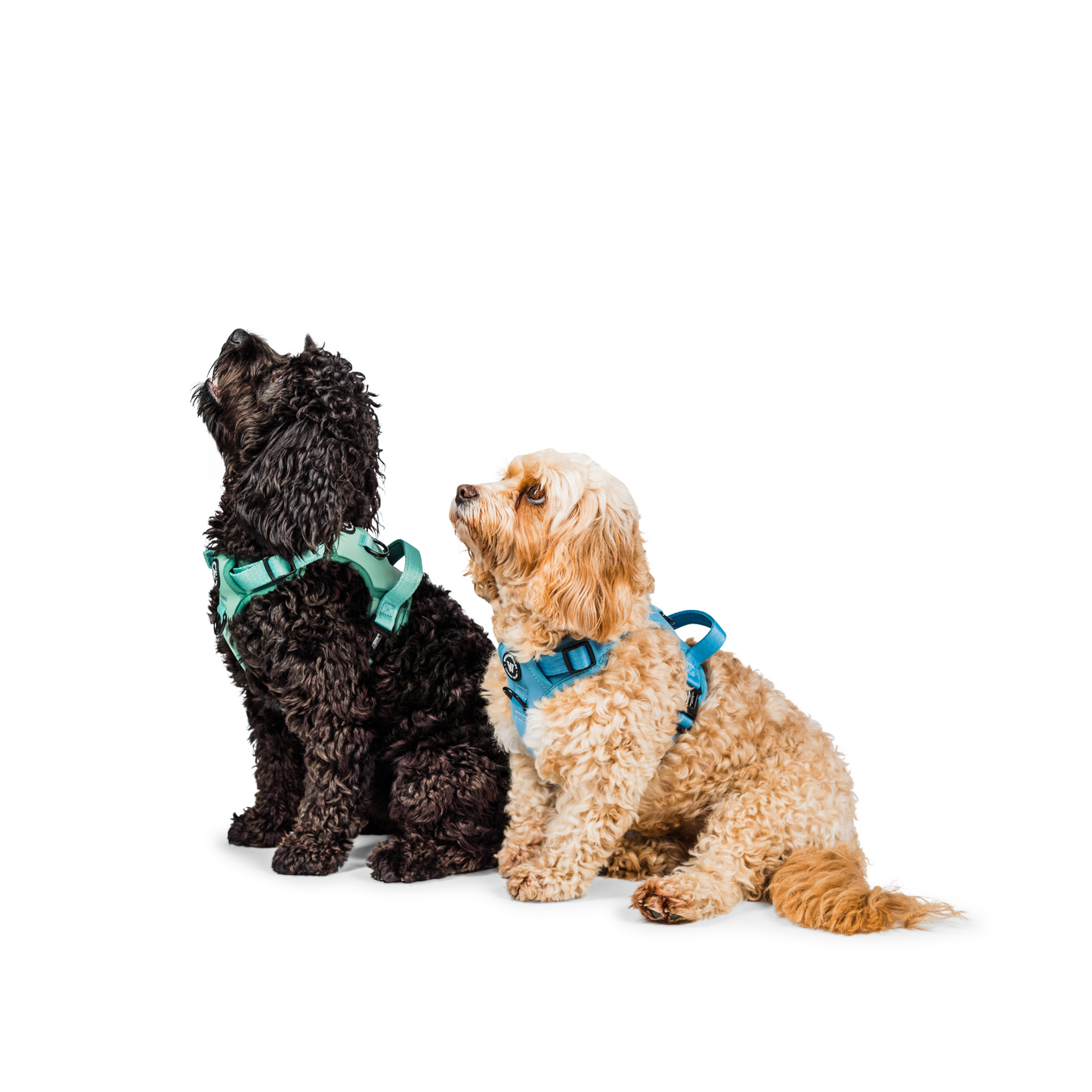 Peak Paws - Blue Harness