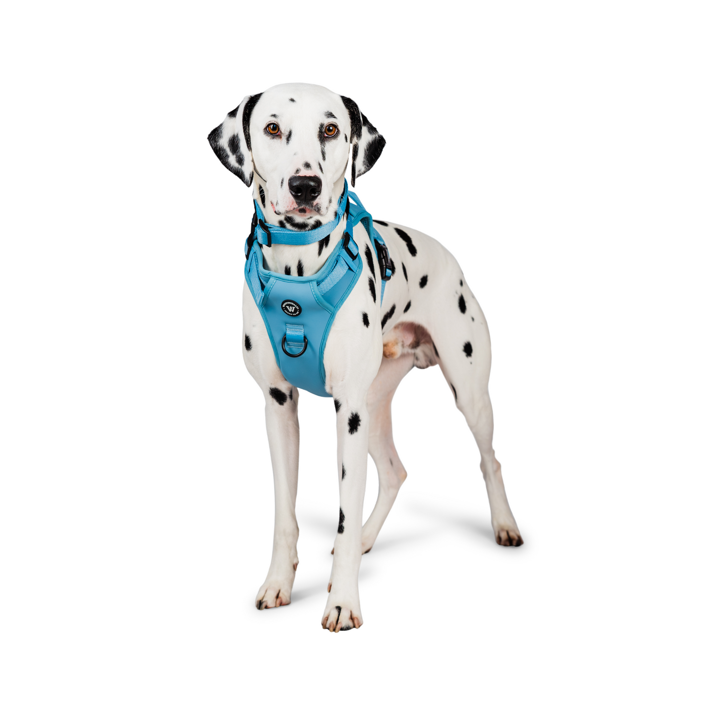 Peak Paws - Blue Harness