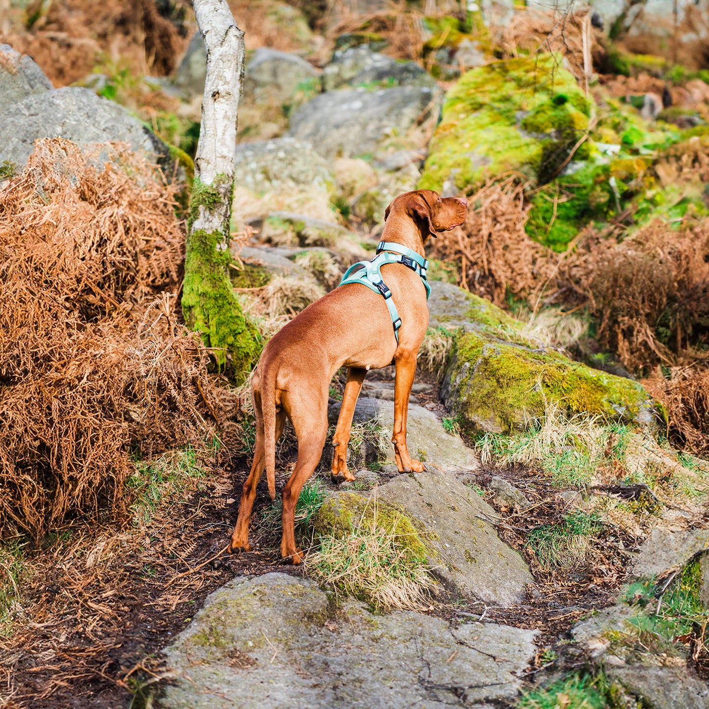 Peak Paws - Green Harness