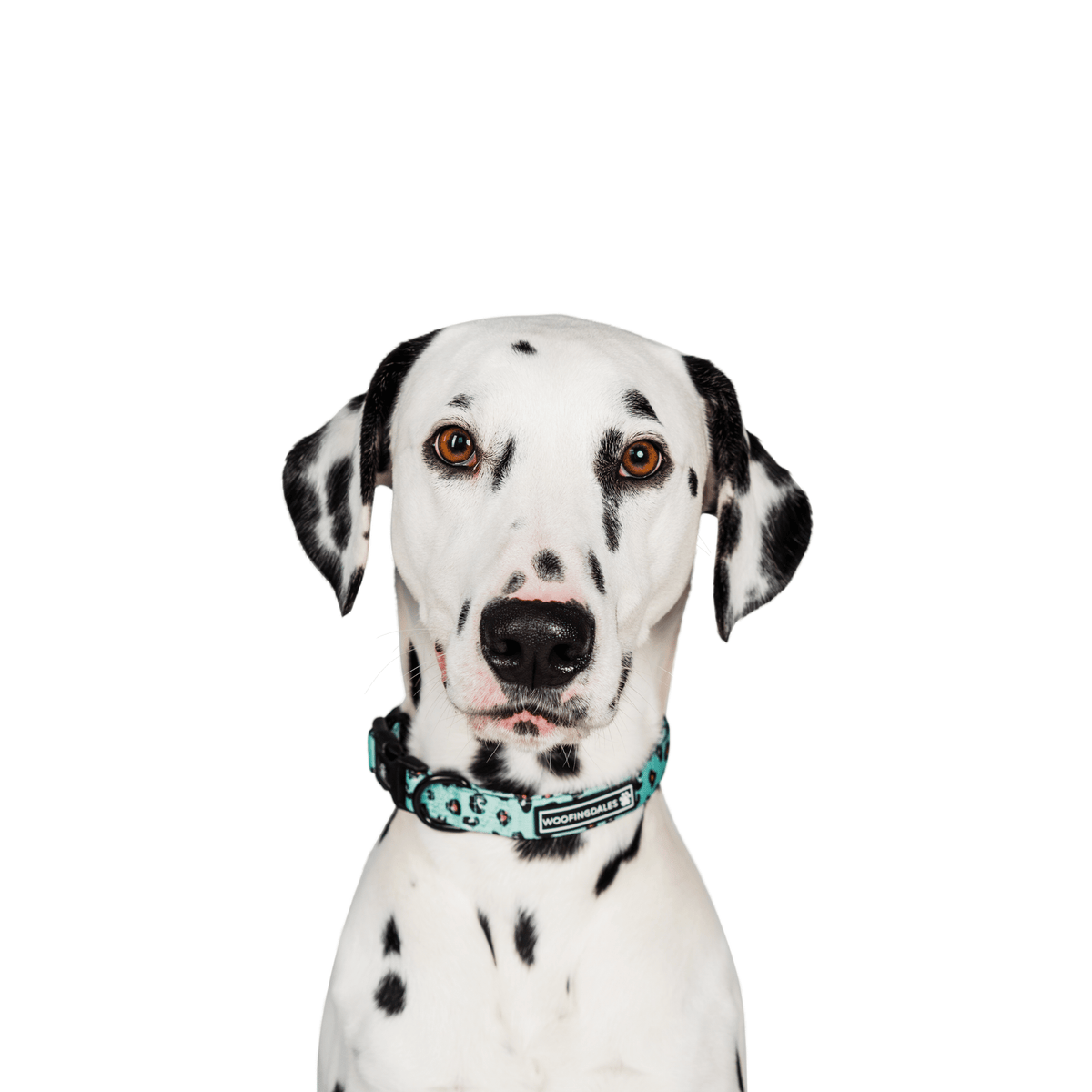 Leopard Collar - Green - Woofingdales.co.uk