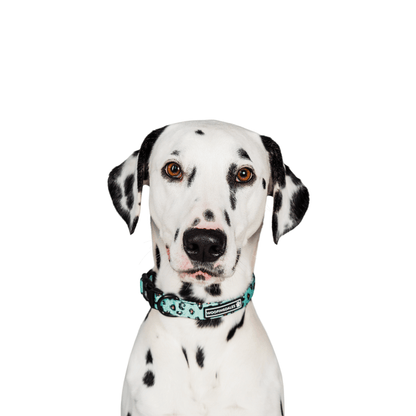 Leopard Collar - Green - Woofingdales.co.uk