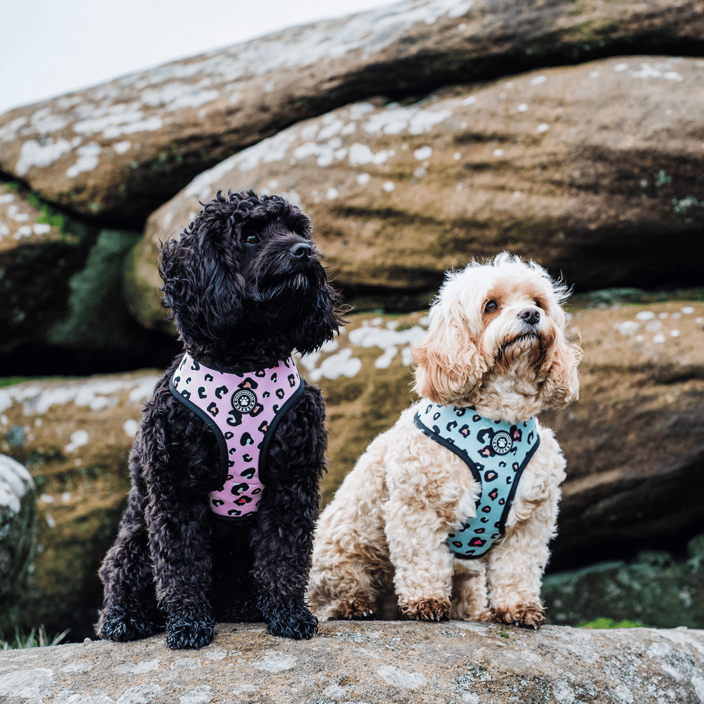 Leopard Reversible Harness - Woofingdales.co.uk