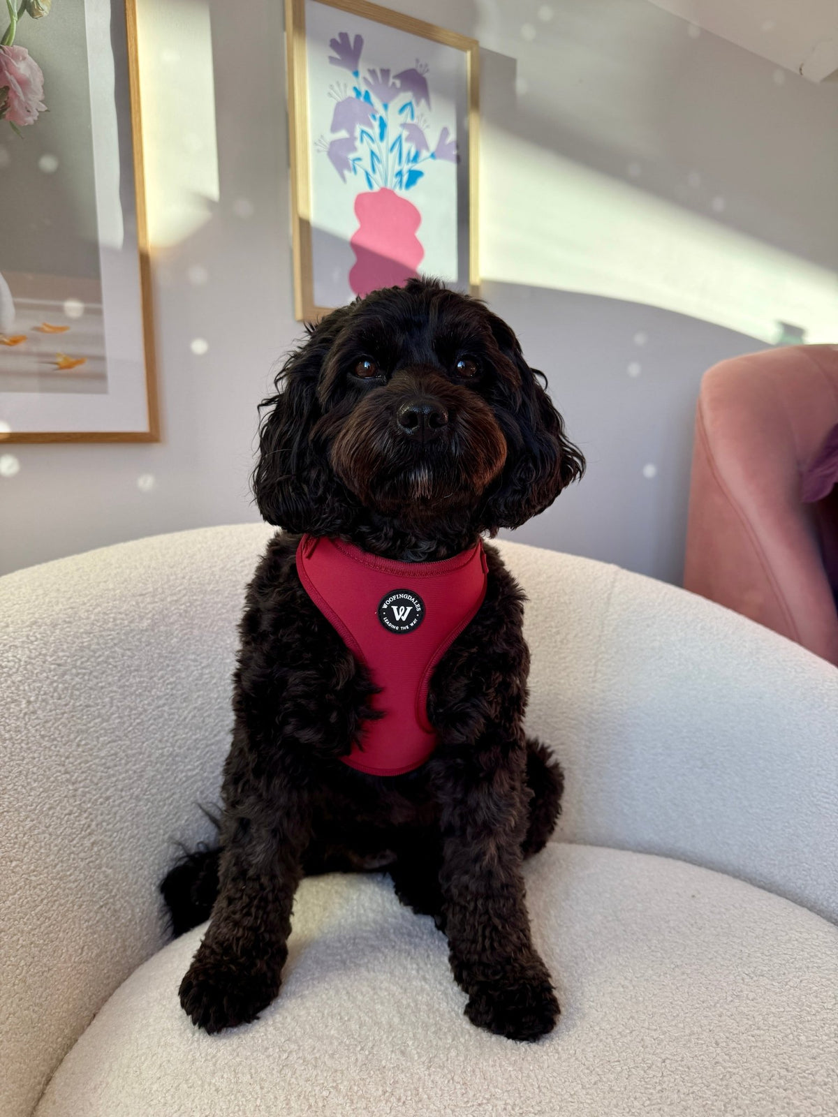 Peak Paws Adjustable Harness - Burgundy - Woofingdales.co.uk