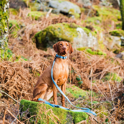 Peak Paws Collar - Blue - Woofingdales.co.uk