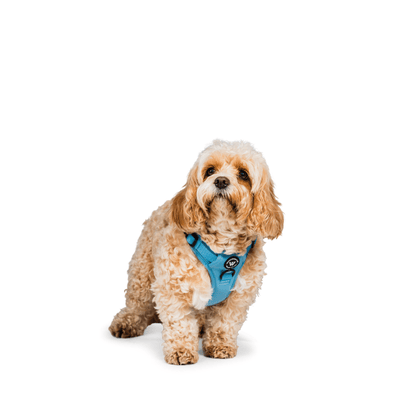 Peak Paws Harness - Blue - Woofingdales.co.uk