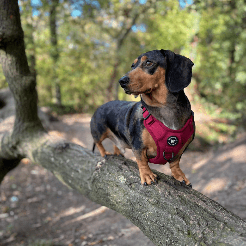 Peak Paws Harness - Burgundy - Woofingdales.co.uk