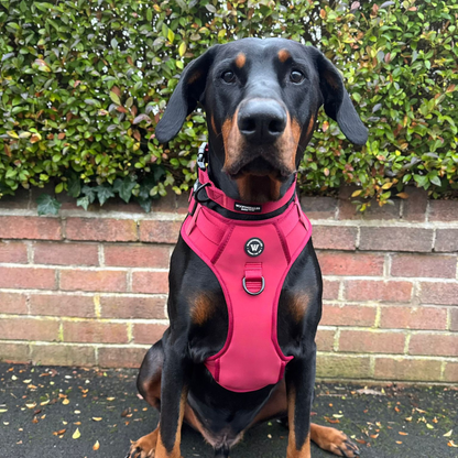 Peak Paws Harness - Burgundy - Woofingdales.co.uk