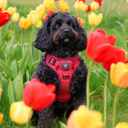 Peak Paws Harness - Burgundy - Woofingdales.co.uk