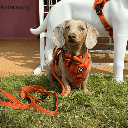 Peak Paws Harness - Burnt Orange - Woofingdales.co.uk