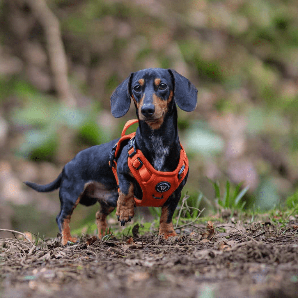 Peak Paws Harness - Burnt Orange - Woofingdales.co.uk