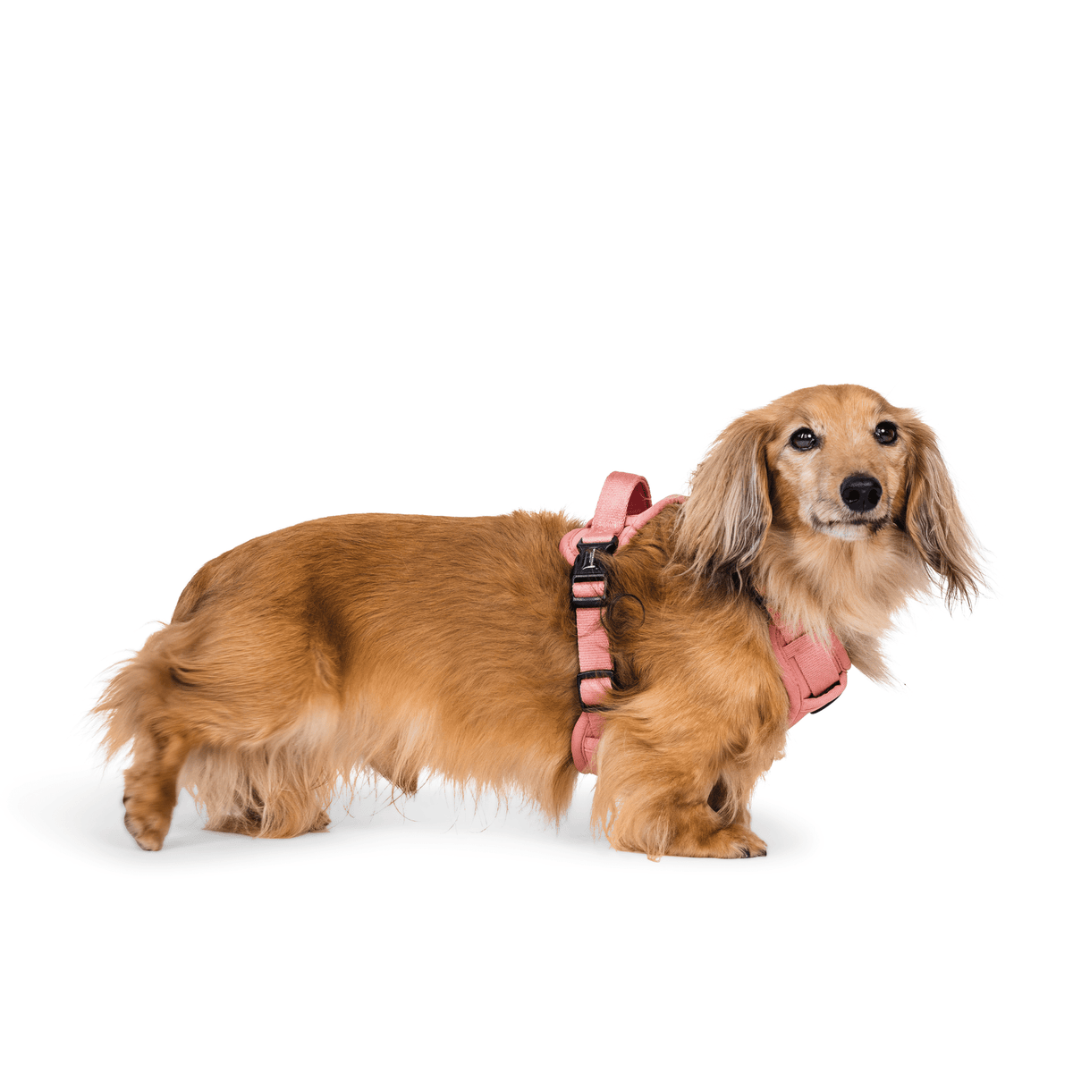 Peak Paws Harness - Dusty Pink - Woofingdales.co.uk