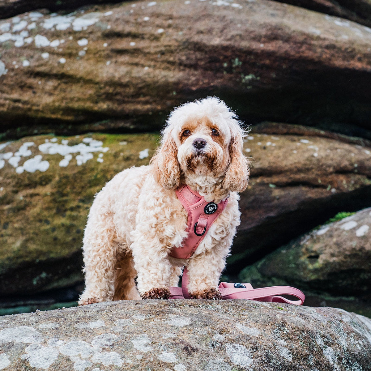 Peak Paws Harness - Dusty Pink - Woofingdales.co.uk