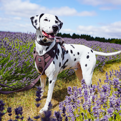 Peak Paws Harness - Espresso - Woofingdales.co.uk
