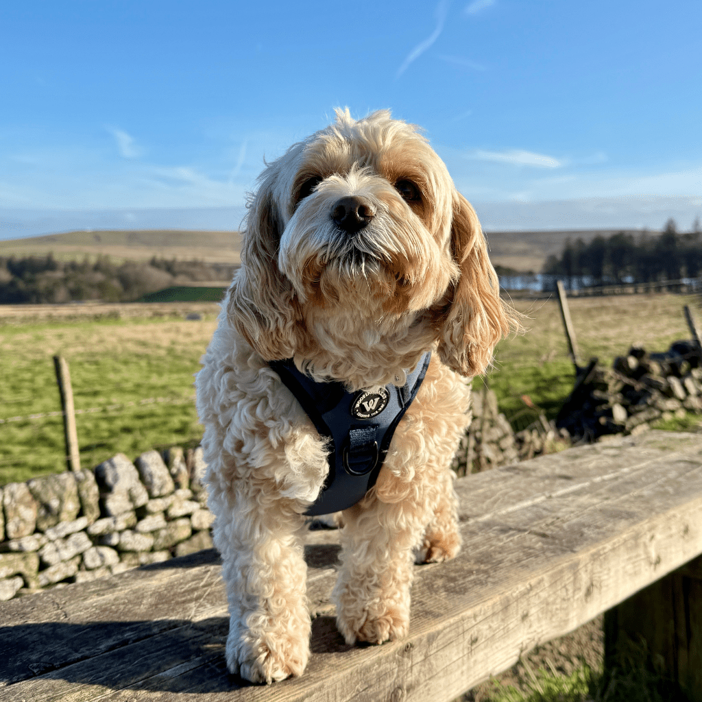 Peak Paws Harness - French Navy - Woofingdales.co.uk
