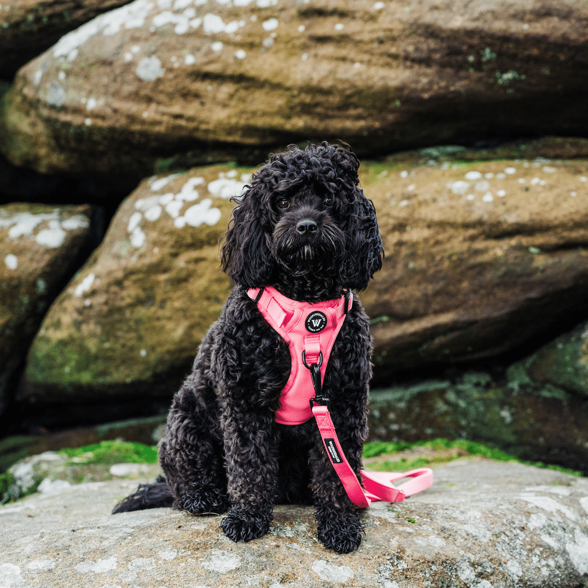 Peak Paws Harness - Fuchsia Pink - Woofingdales.co.uk