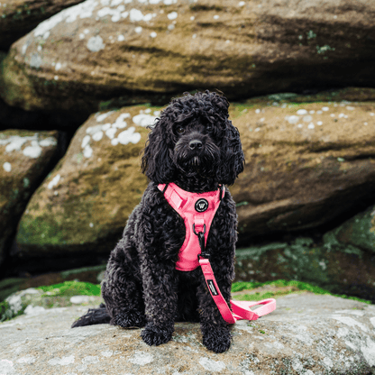 Peak Paws Harness - Fuchsia Pink - Woofingdales.co.uk