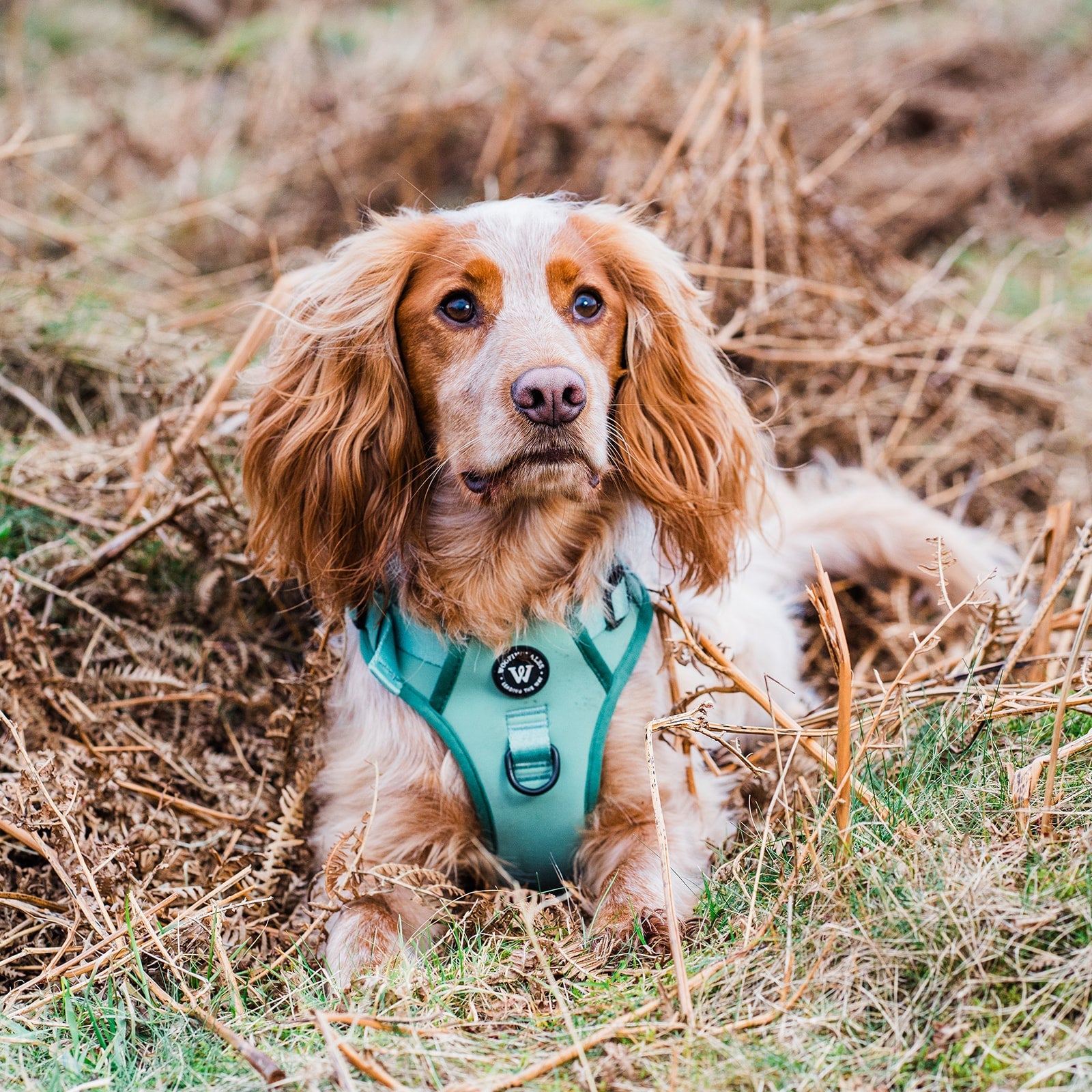 Peak Paws Harness - Green - Woofingdales.co.uk