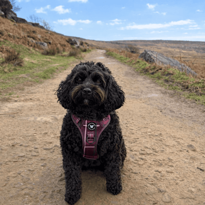 Peak Paws Harness - Mulberry Plaid - Woofingdales.co.uk