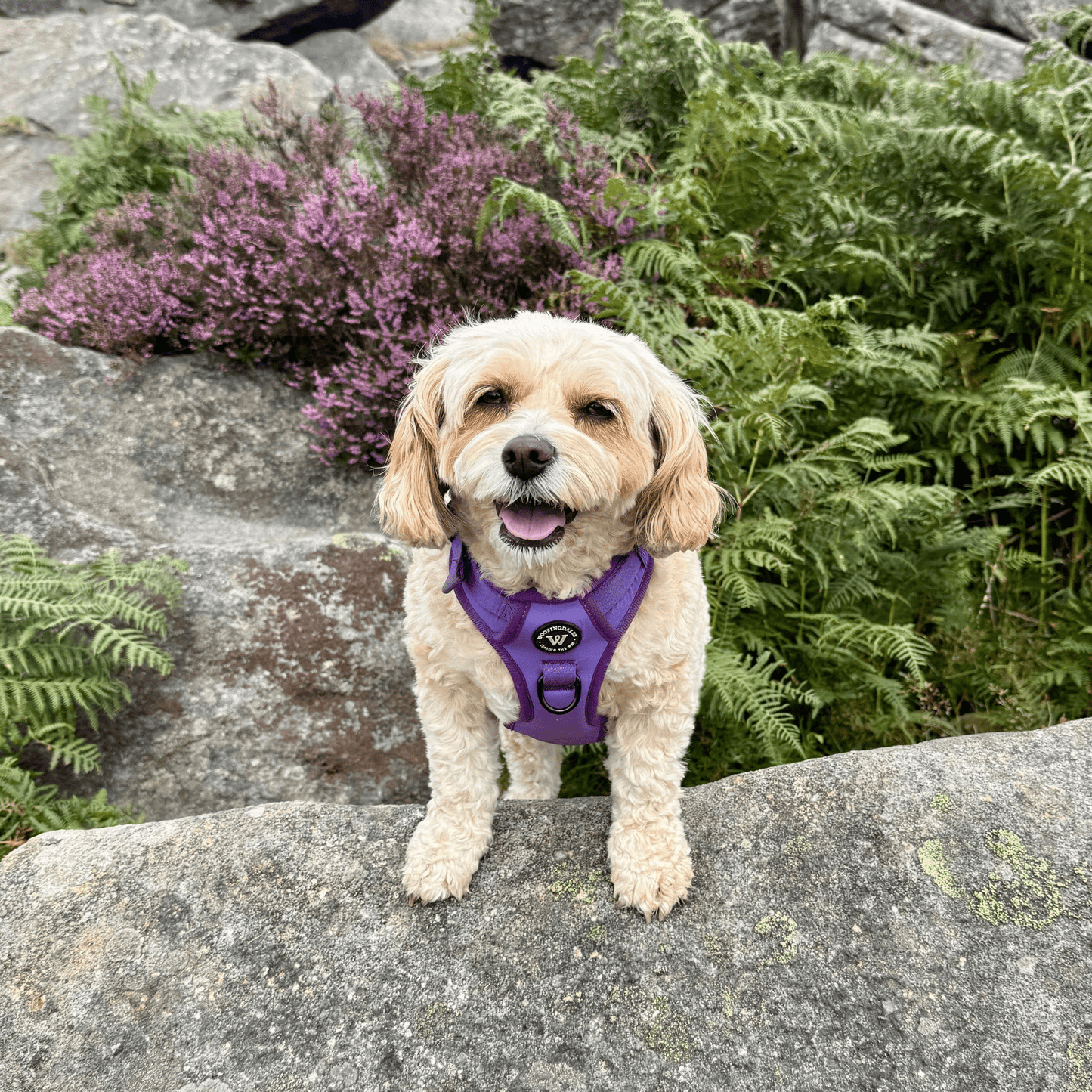 Peak Paws Harness - Violet - Woofingdales.co.uk