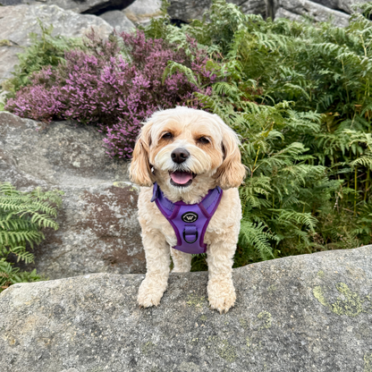 Peak Paws Harness - Violet
