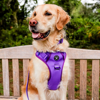 Peak Paws Harness - Violet