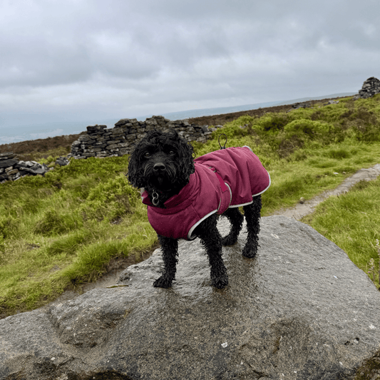 Waterproof Dog Coat - Mulberry - Woofingdales.co.uk