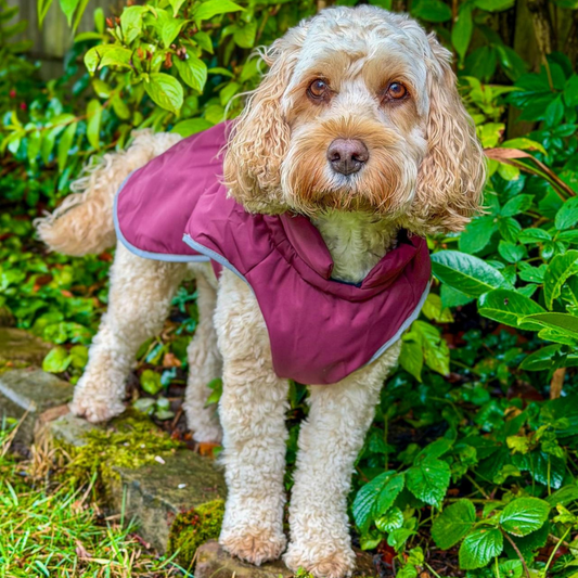 Waterproof Dog Coat - Mulberry - Woofingdales.co.uk