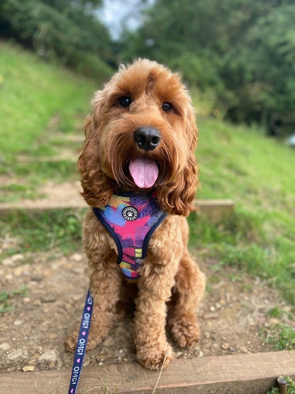 OMG Reversible Harness