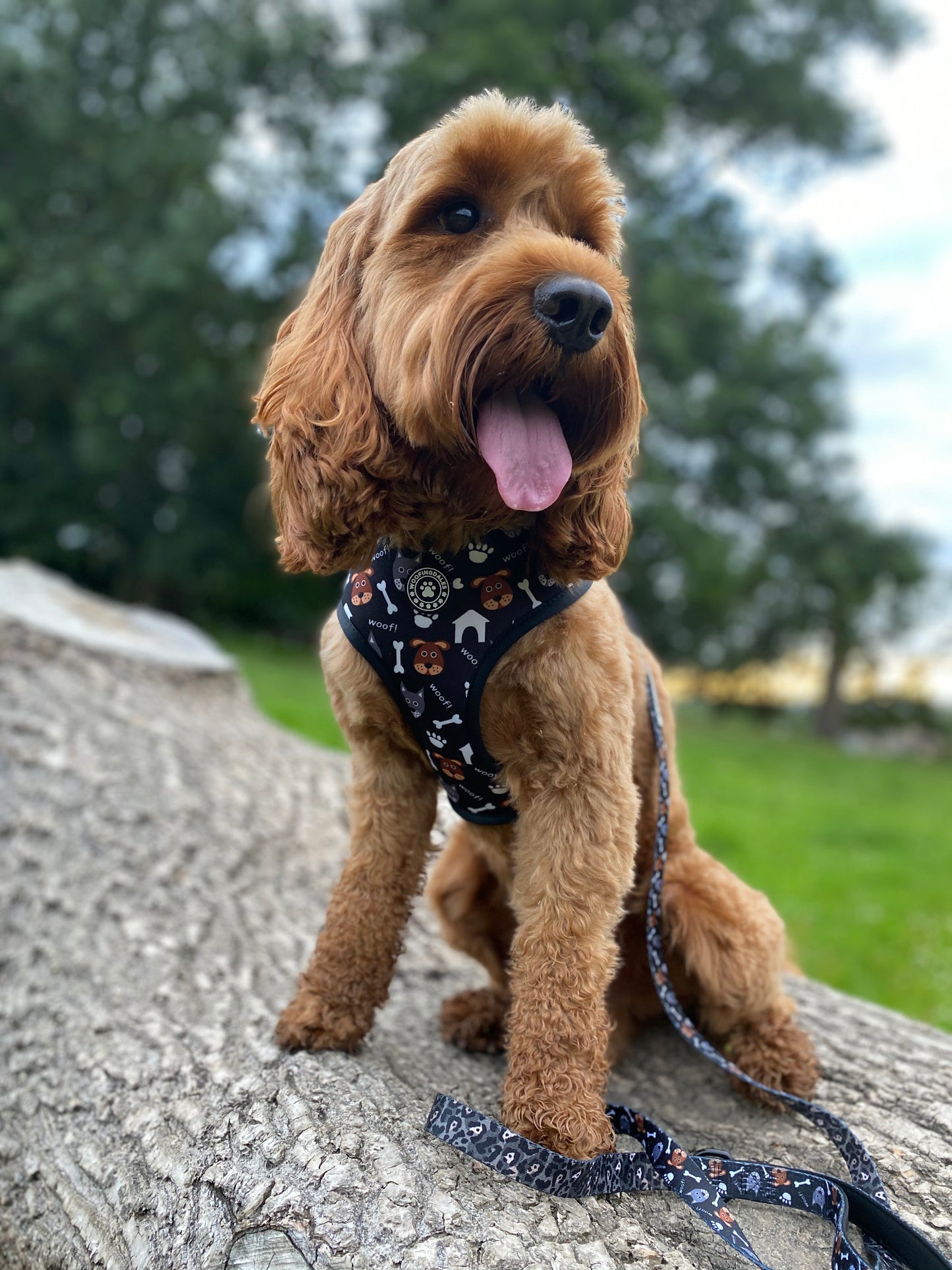 Woofing Good Time Reversible Harness